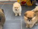 Adorables petits chiots spitz nain