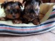 Chiots yorkshire recherchent famille adoptive