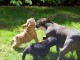 chiots bouledogue Français LOF