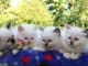 Superbe chatons birmans 