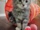  Jolis chatons maine coon dispo