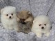 Adorables petits chiots spitz nain