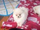 Disponible nos chiots spitz nain