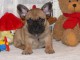 A donner chiot femelle Bouledogue Français lof