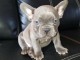 Chiots bouledogue Francais Blue pour bonne maison