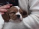 Superbe chiot cavalier king charles spaniel