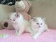 Magnifique chaton femelle ragdoll LOOF