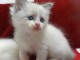 Magnifique chaton femelle ragdoll LOOF