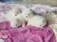 Chiots Spitz Allemand Nain