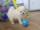 Chiots Spitz Allemand Nain