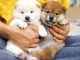 Chiots de race Shiba Inu disponibles de suite