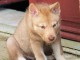 Chiots de race Shiba Inu disponibles de suite