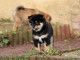 Chiots de race Shiba Inu disponibles de suite