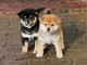 Chiots de race Shiba Inu disponibles de suite