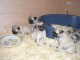 chiots carlin (pug) à donner urgemment