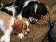 Cavalier King Charles Femelle A DONNER