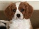 Cavalier King Charles Femelle A DONNER