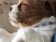 Cavalier King Charles Femelle A DONNER