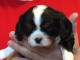 Cavalier King Charles Femelle A DONNER