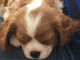 Cavalier King Charles Femelle A DONNER