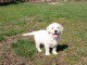 GOLDEN RETREIVER POUR COMPAGNIE