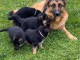  CHIOTS BERGER ALLEMAND PURE RACE