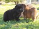 Chiots chow chow à donner