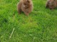 Magnifiques chiots spitz allemand