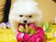 Adorables petits chiots spitz nain