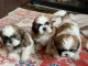 Chiots Shih Tzu LOF Disponible de suite