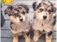 2 superbes chiots berger australiens