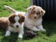 2 superbes chiots berger australiens