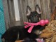 Adorable chiots berger allemand