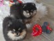 chiots Spitz nain Poméranien disponible