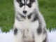 7 chiots husky sibérien