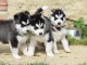 7 chiots husky sibérien