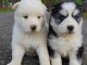 Beaux chiots husky disponibles