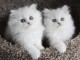 Nos chatons Persan pure race