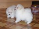 Chiots spitz nain Disponible de suite