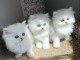 NOS CHATONS PERSANS PURE RACE