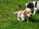 Chiots Cocker Spaniel Anglais