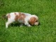 Chiots Cocker Spaniel Anglais urgent