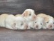 Chiots Coton de Tulear