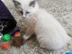 A donner chatons ragdolls