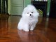 Magnifique chiots spitz nain d