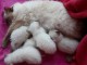 Chatons Ragdoll tres adorable