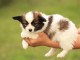 Chiots Epagneul nain Continental (Papillon)