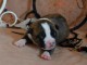 Chiots American Staffordshire Terrier