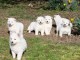 Chiots Berger Blanc Suisse