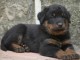 Chiots Berger de Beauce